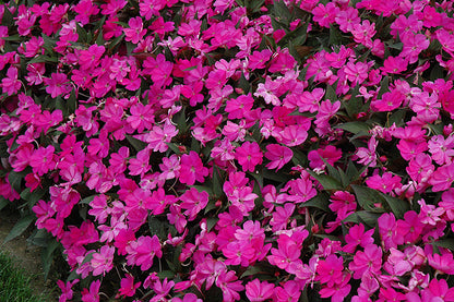 SunPatiens Lilac