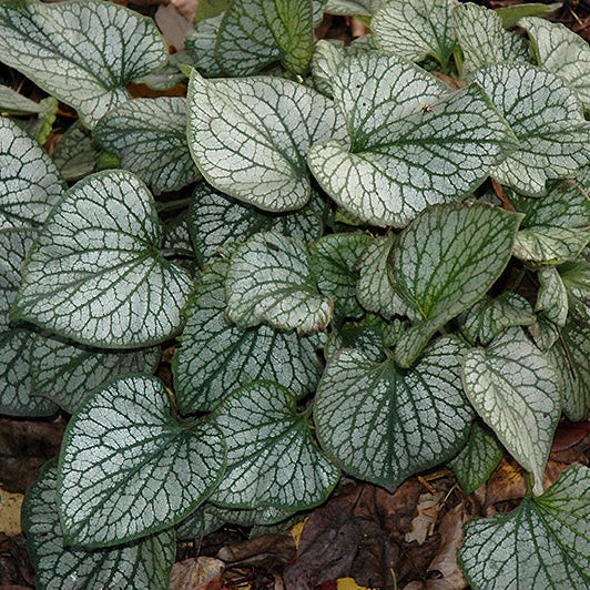 Brunnera Siberian Bugloss Jack Frost