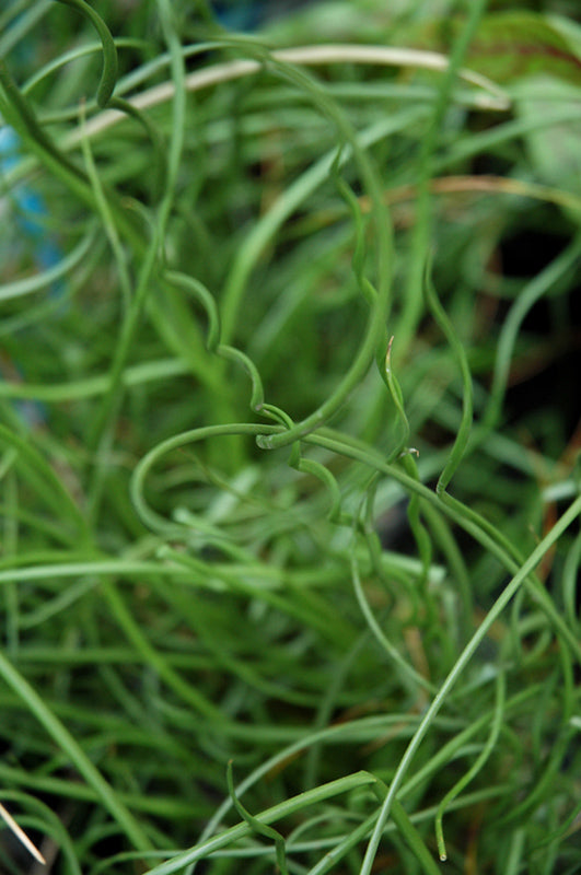 Juncus effusus Spiralis