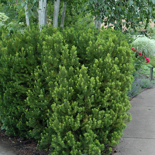 Taxus Hicksii