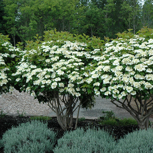 Viburnum Compact European Cranberrybush