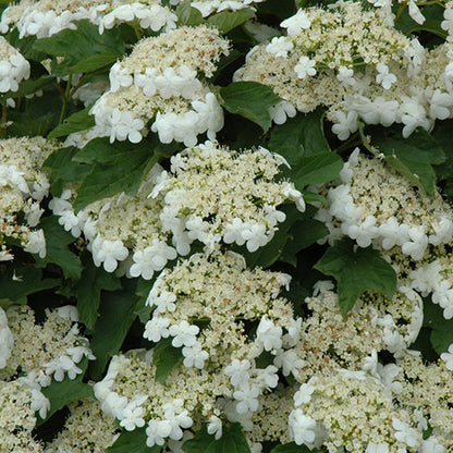 Viburnum Compact European Cranberrybush