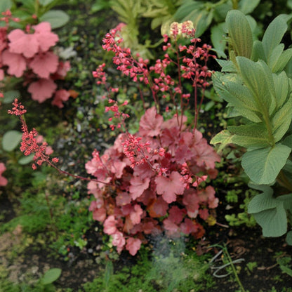 Heuchera Coral Bell Cherry Cola