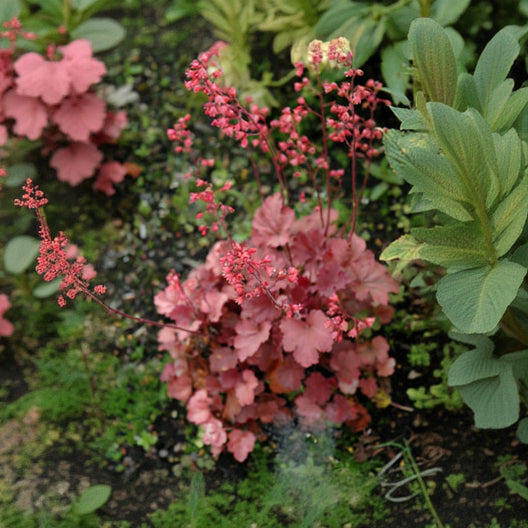 Heuchera Coral Bell Cherry Cola