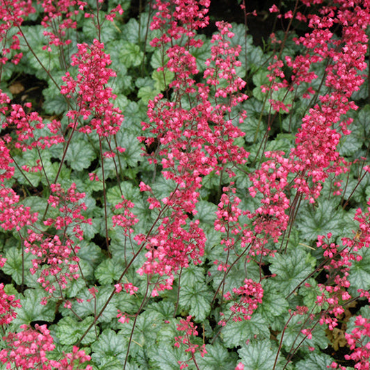 Heuchera Coral Bell Paris