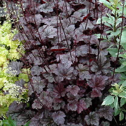 Heuchera Coral Bell Plum Pudding