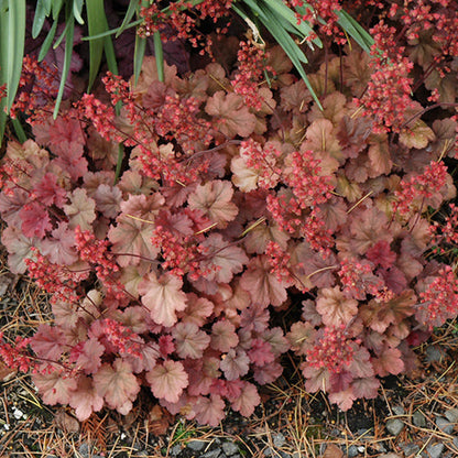 Heuchera Coral Bell Cherry Cola