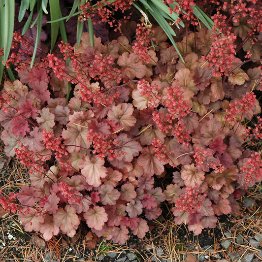 Heuchera Coral Bell Cherry Cola
