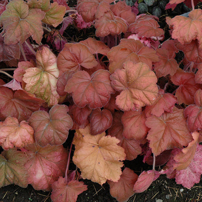 Heuchera Coral Bell Southern Comfort