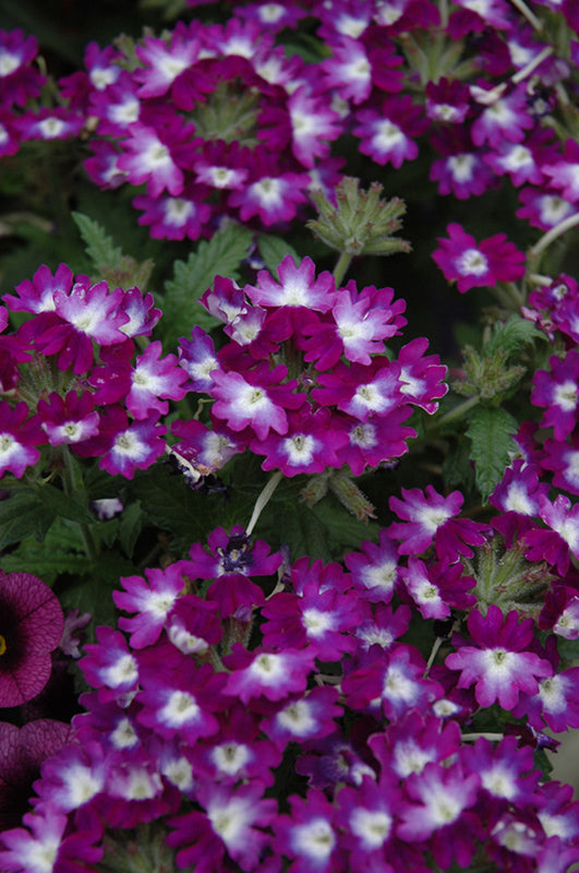 Verbena Wicked Great Grape