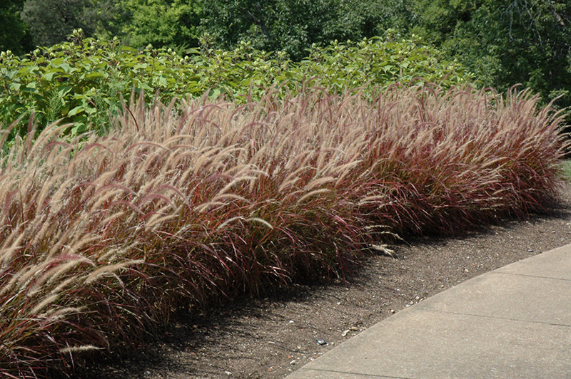 Pennisetum setaceum Rubrum