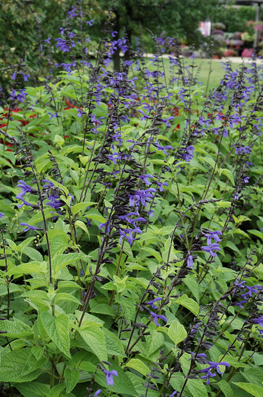 Salvia Black & Bloom