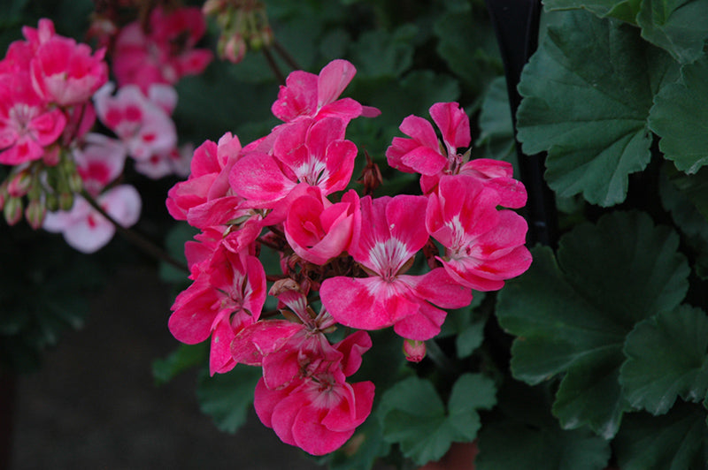 Geranium Presto Pink Eye