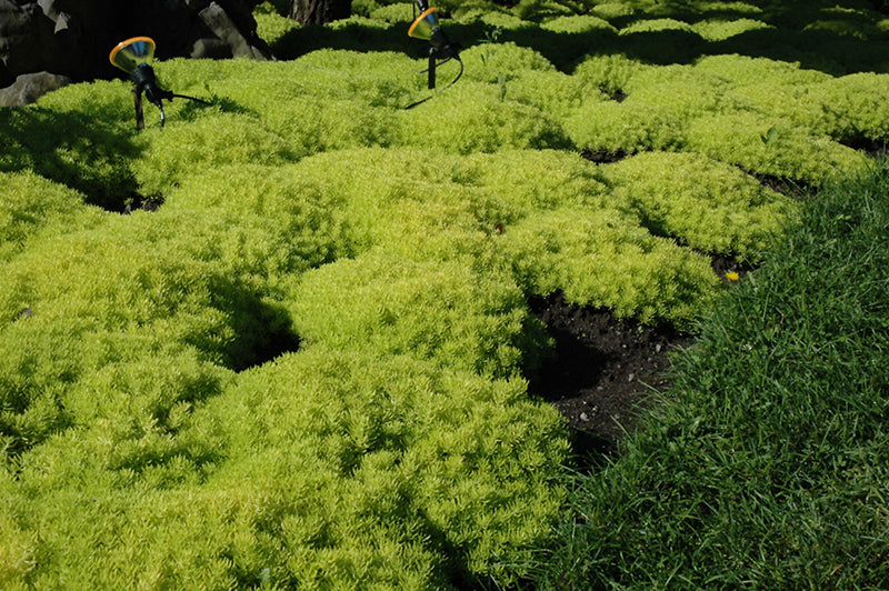 Sedum Lemon Ball