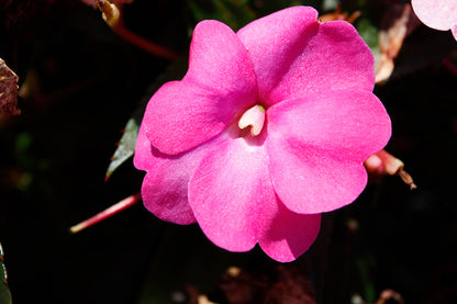SunPatiens Hot Pink