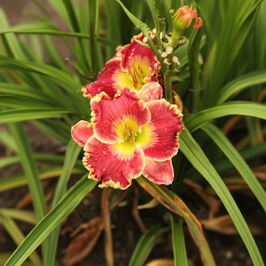 Hemerocallis Daylily Born To Run
