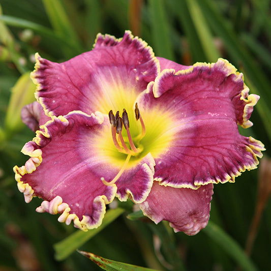 Hemerocallis Daylily Raspberry Eclipse