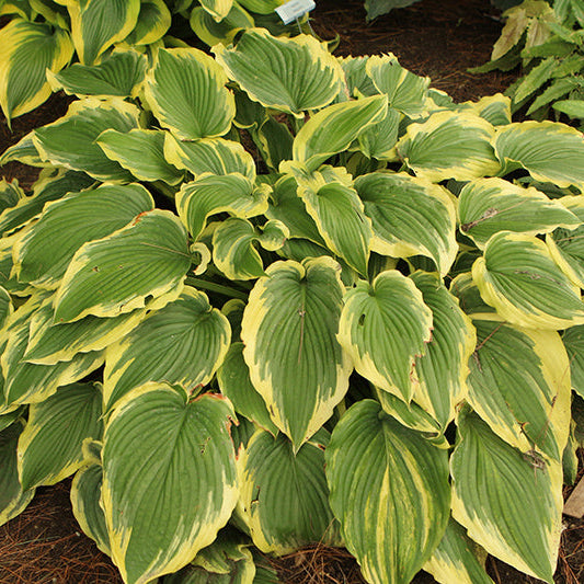 Hosta Plantain Lily Drop Dead Gorgeous