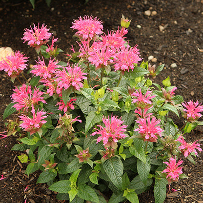Monarda Bee Balm Pardon My Rose