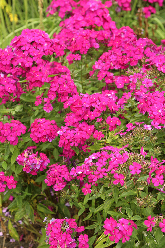 Phlox Garden Phlox Luminary Ultraviolet