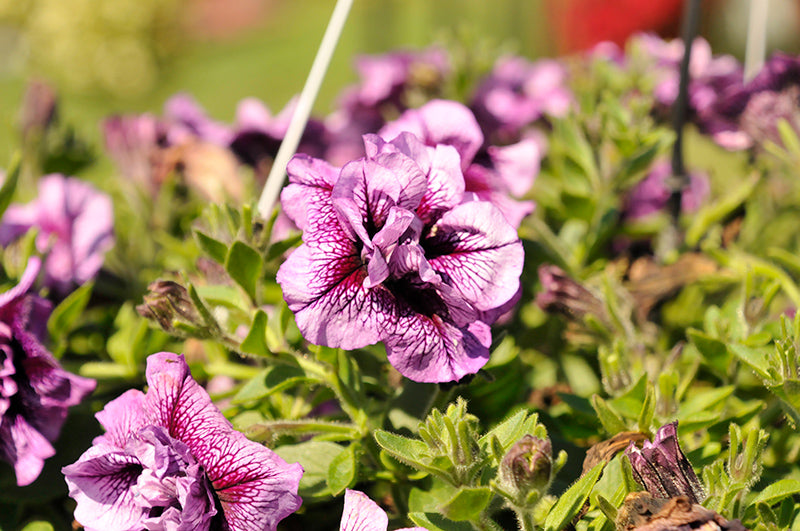 Petunia Double Vogue Lavender Vein