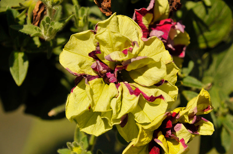 Petunia Double Vogue Lemon Berry