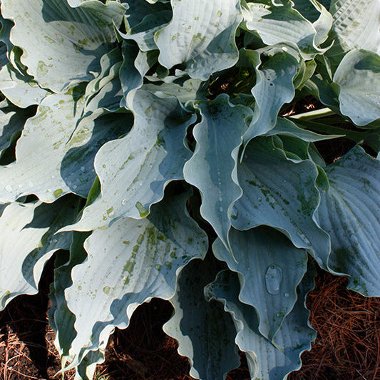 Hosta Plantain Lily Dancing with Dragons