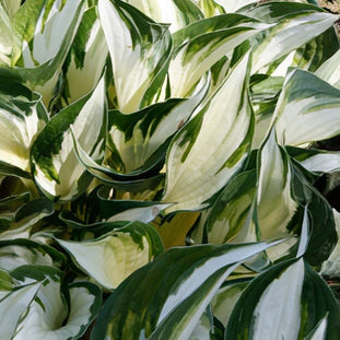 Hosta Plantain Lily Fire & Ice