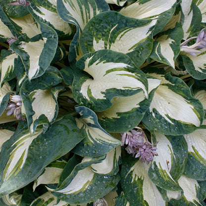 Hosta Plantain Lily Hans