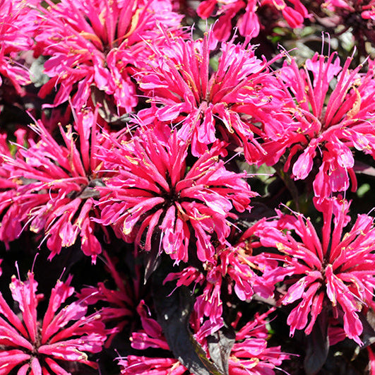 Monarda Bee Balm Sugar Buzz Berry Taffy