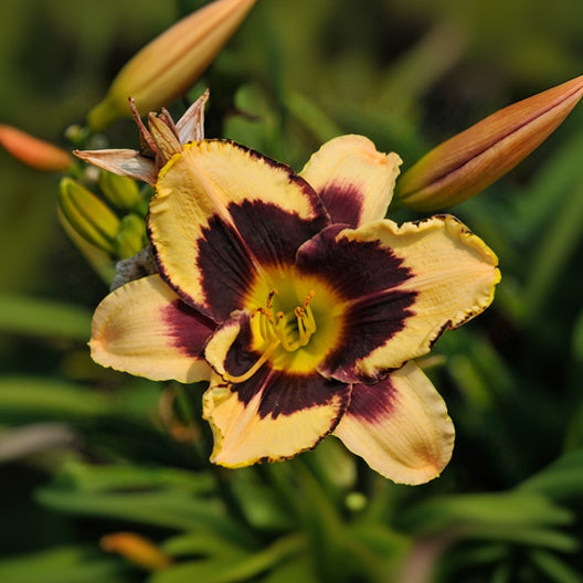 Hemerocallis Daylily Inkheart