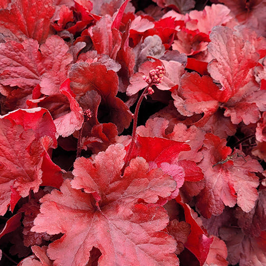Heuchera Coral Bell Forever Red