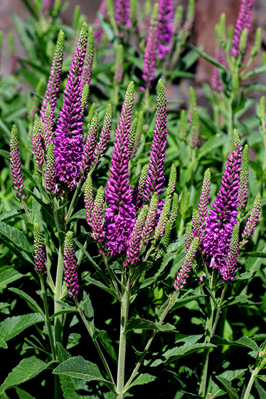 Veronica Speedwell Purplegum Candles