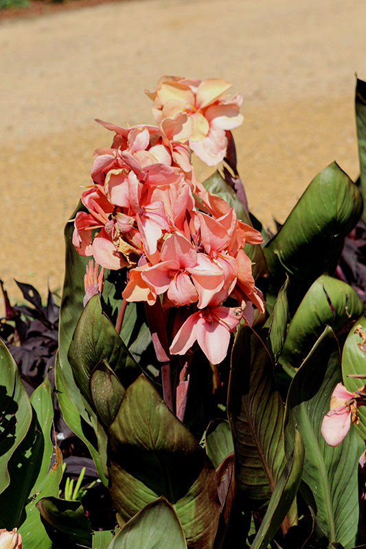 Canna Cannova Bronze Peach