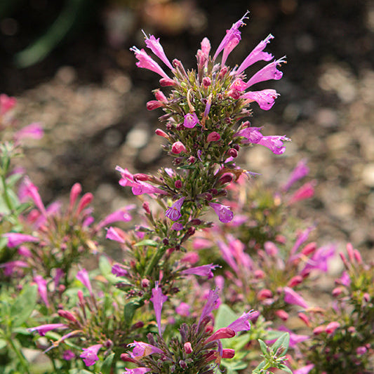 Agastache Hyssop Sunrise Violet