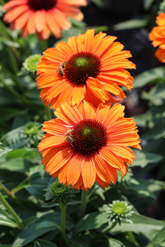 Echinacea Coneflower SunSeekers Mineola