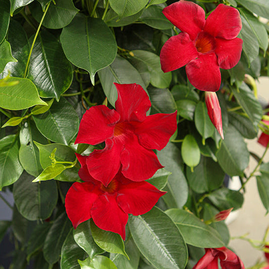 Dipladenia Madinia Maximo Red