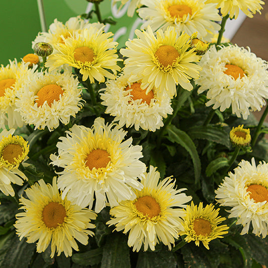 Leucanthemum Shasta Daisy Real Charmer
