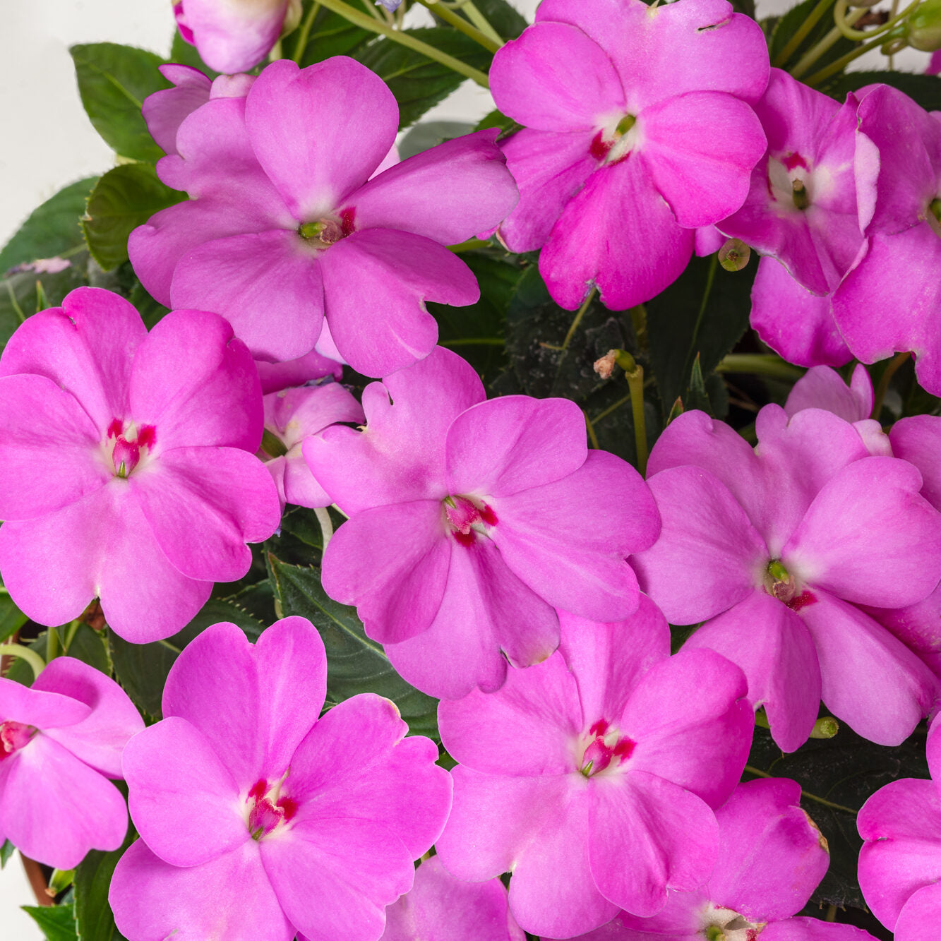 SunPatiens Lavender