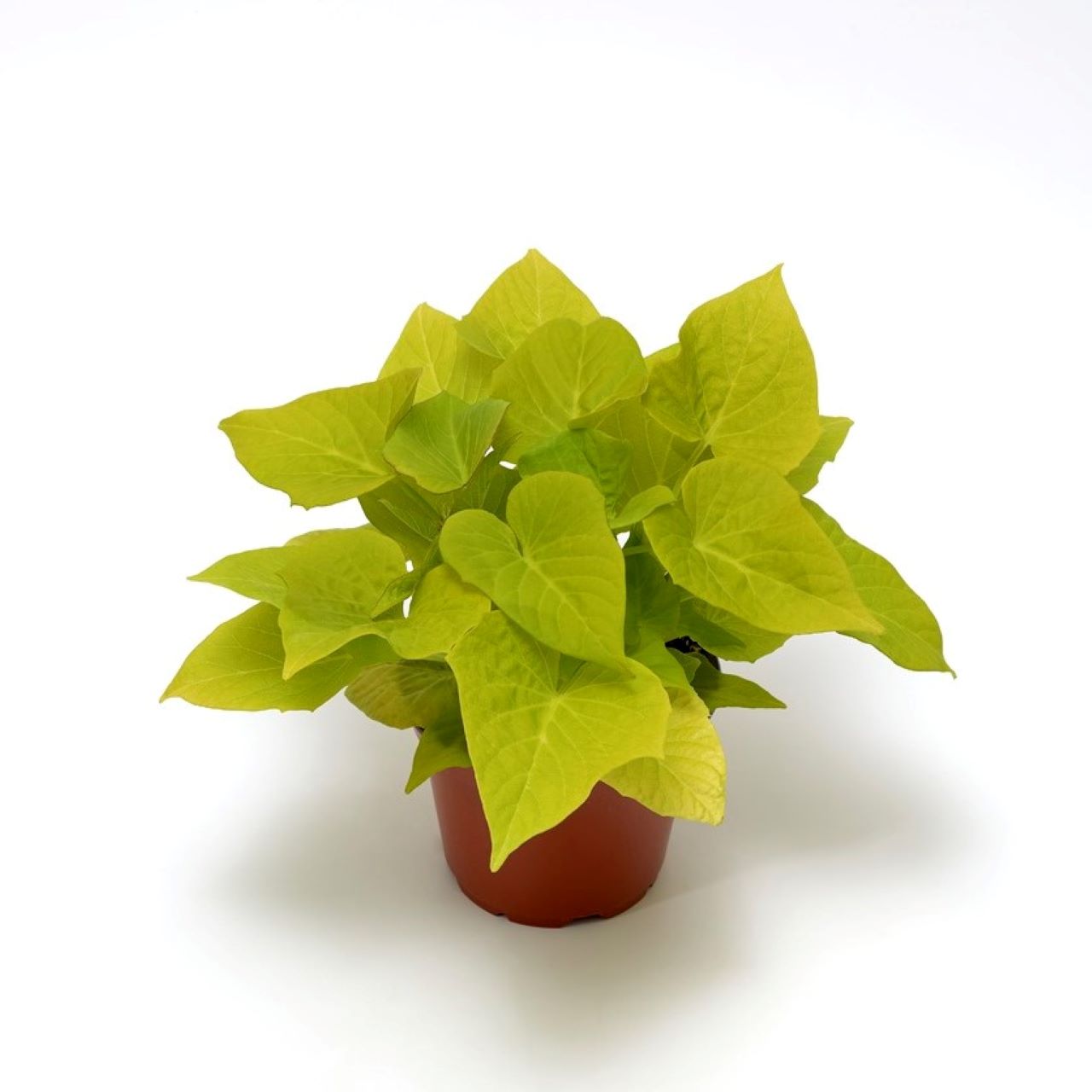 Ipomoea Sidekick Lime Heart