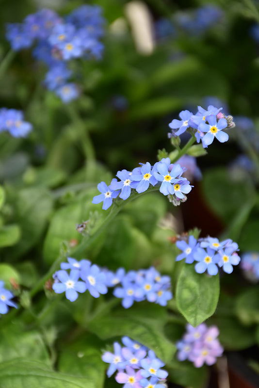 Myosotis Forget Me Not Bluesylva