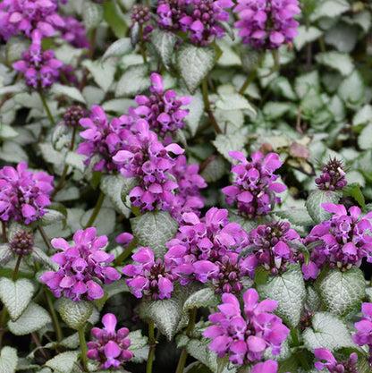 Lamium Dead Nettle Purple Dragon