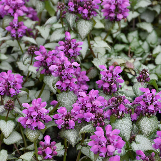 Lamium Dead Nettle Purple Dragon