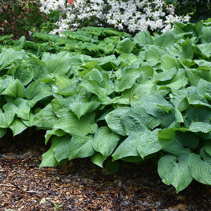 Hosta Plantain Lily Guacamole