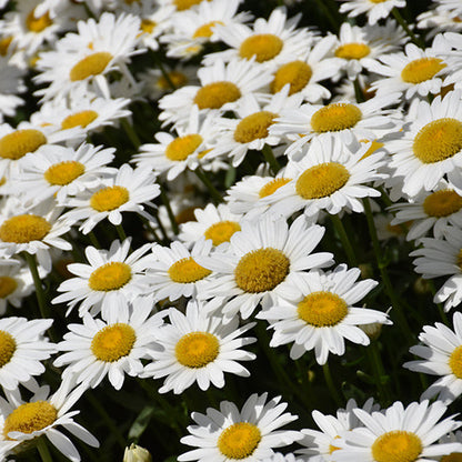 Leucanthemum Shasta Daisy Becky