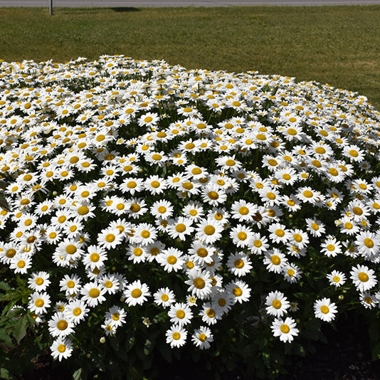 Leucanthemum Shasta Daisy Becky