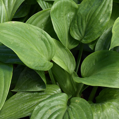 Hosta Plantain Lily Humpback Whale