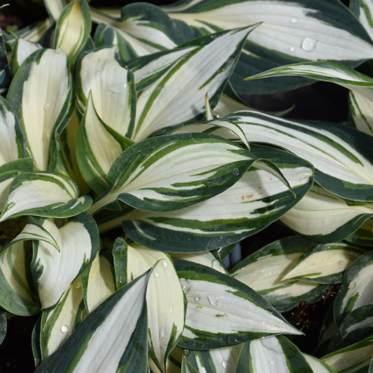 Hosta Plantain Lily High Society