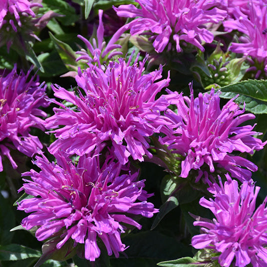 Monarda Bee Balm Balmy Lilac