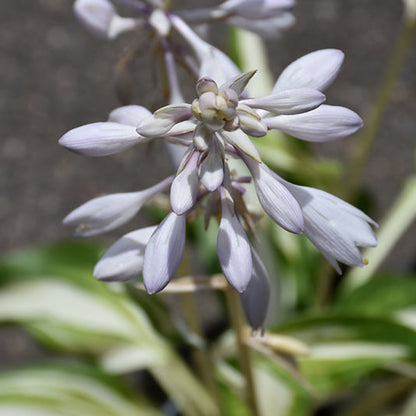 Hosta Plantain Lily Cool As A Cucumber